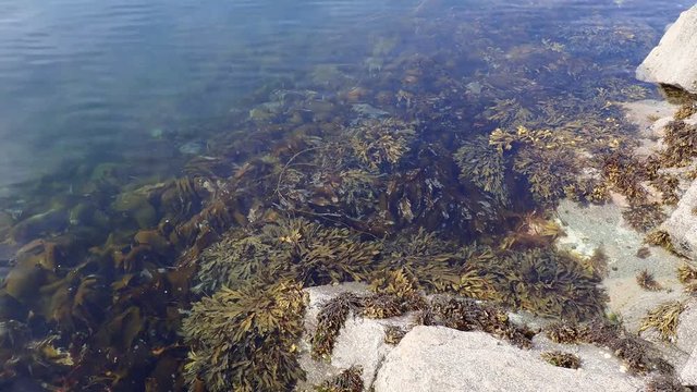 At low tide shows dense Bladder Wrack on littoral zone in calm water under rocks. Brown algae, Fucus seaweed grows beneath surface of northern coastal waters in surf zone during doldrums, Norway