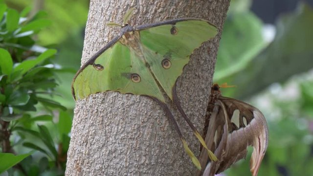 African moon moth on a tree trunk 4K