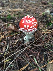 Red mushroom 5