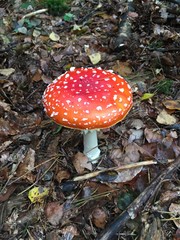 Red mushroom 2