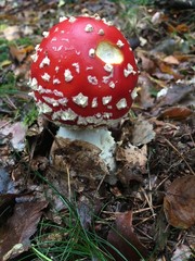 Red mushroom 