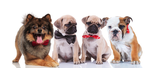 four happy stylish dogs on white background