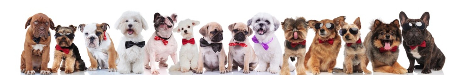Fototapeta na wymiar large team of cute stylish dogs of different breeds