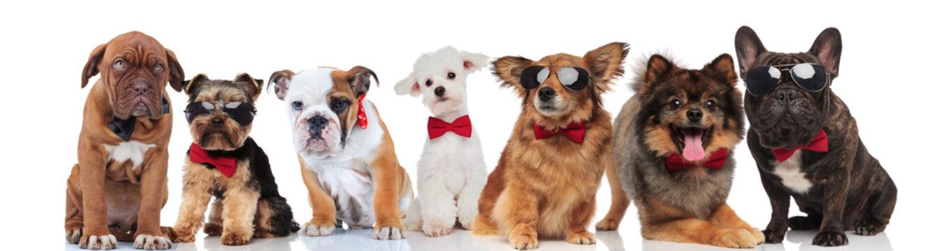 many gentlemen dogs with bowties on white background