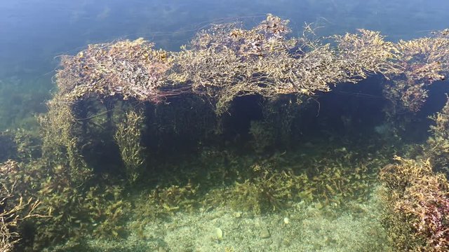Top view of Fucus kelp creeping along surface calm surface in surf zone during doldrums. At low tide in Norway, dense Bladder Wrack growing in littoral zone. Brown algae on coastal waters in Norway