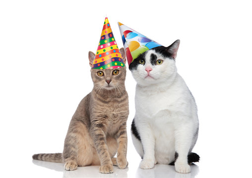 lovely cat couple wearing colorful birthday hats