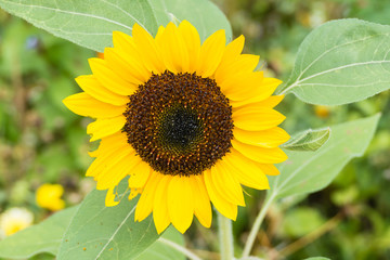 Sonnenblume Close-up