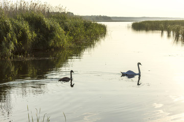 Two swans swim near the reeds at the mouth of the Vistula River, Poland. Site about nature, wild life, birds, family.