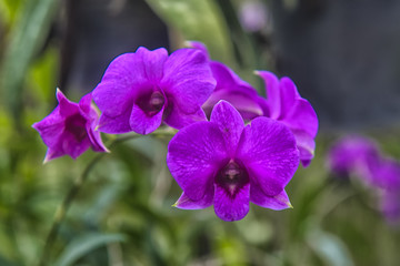 purple orchids on a branch