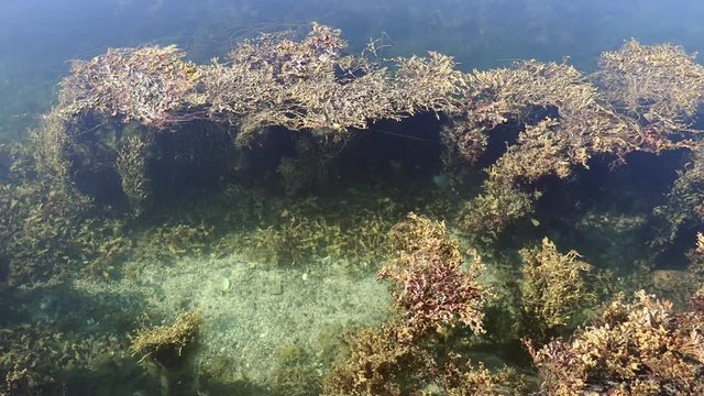 Liloral zone at low tide. Brown alga in the surf zone, Averoy, Norway
