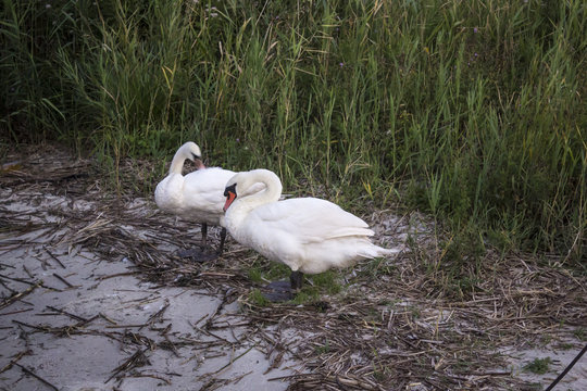 Two swans rest on the shore near the reeds at the mouth of the Vistula River, Poland. Site about nature, wild life, birds, family.