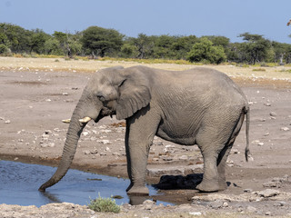 African elephant male, Loxodonta a.africana, at waterhole, Etosha National Park, Namibia