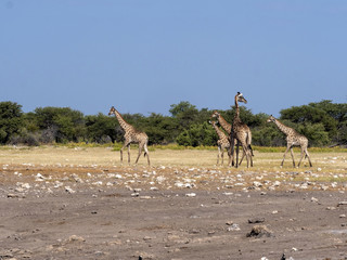 Fototapeta na wymiar Groups of ungulates at waterhole, Etosha, Namibia