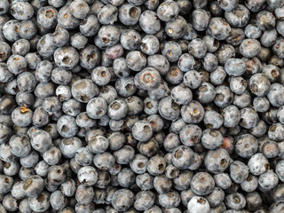 Pile of American blueberries