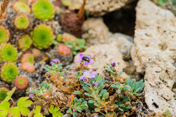 Fliege in Steingarten