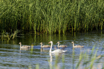 A brood of swans, consisting of a swan mother and four baby swans, floats along the river near the reeds. Site about nature, wild life, birds, family.