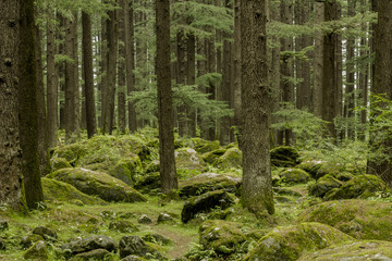 green coniferous forest and moss a lot stone