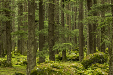 green coniferous forest and moss a lot stones