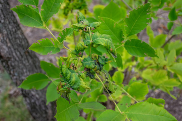 On the green leaves of the plant the disease spreads.