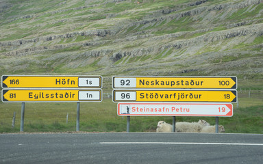 Landschaft mit Schafen in den Ostfjorden – Island 