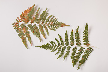 Botanical composition with isolated fern branches on white background. Top view, Flat lay.