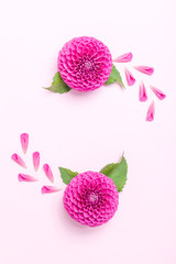 Dahlia ball-barbarry and petals with green leaves - top view on pink bright summer flower