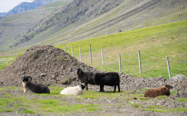 Landschaft mit Schafen in den Ostfjorden – Island 