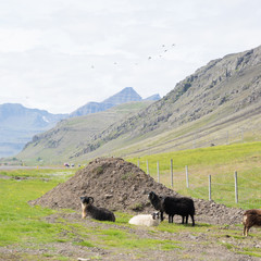 Landschaft mit Schafen in den Ostfjorden &ndash; Island 