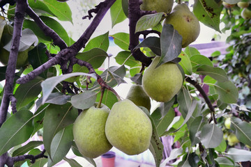 tree, fruit, green, food, branch, nature, apple, apples, leaf, ripe, pear, fresh, healthy, garden, agriculture, leaves, orchard, summer, yellow, plant, lemon, organic, farm, natural, fruits