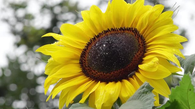 sunflower in the nature 