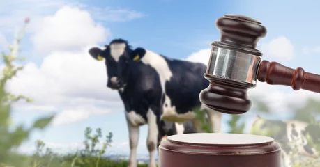 Crédence de cuisine en verre imprimé Vache Gavel and cow farm animal auction