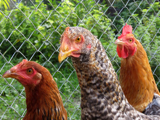 Chickens on poultry farm, selective focus. Laying hens on wire mesh background, close up