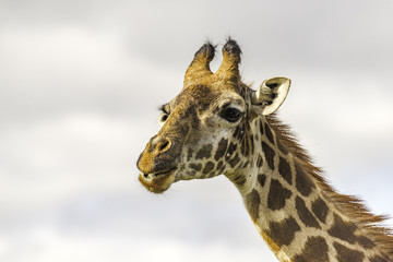 Close up of head of female Massai Giraffe. The ossicones are thin with tufts of hair on top. The mane has short, erect hairs. The coat has a unique pattern of blotches or patches. 