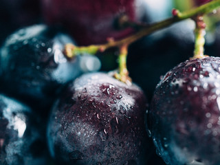 Extreme close up view of ripe dark grape with water drops. Beautiful organic grape closeup with...