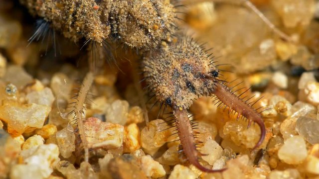 Ameisenlöwe Bilder Durchsuchen 2,549 Archivfotos, und