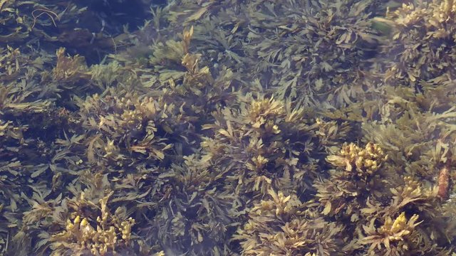 Bladder Wrack on coastal waters. Top view of Fucus seaweed in littoral zone at low tide in Norway. Scene of wracks growing densely beneath surface of clear, northern waters. Brown algae in surf zone.