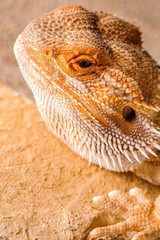 Pogona Vitticeps