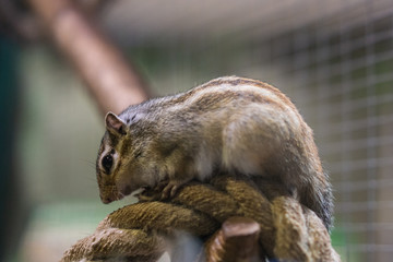 Squirrel