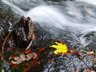 Long term exposure of creek with autumn leaf