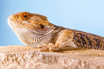 Pogona Vitticeps