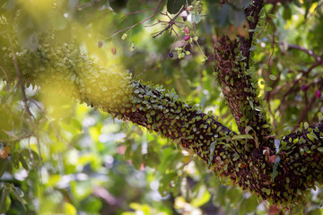 Java plum, Lomboy, Duhat Tree 