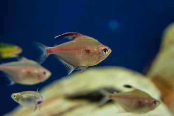 Fish