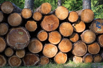 orange leuchtender Stapel Baumst&auml;mme im Wald