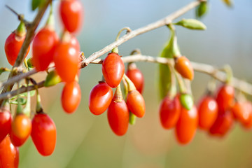 Goji berry - Twig filled with fresh goji berries