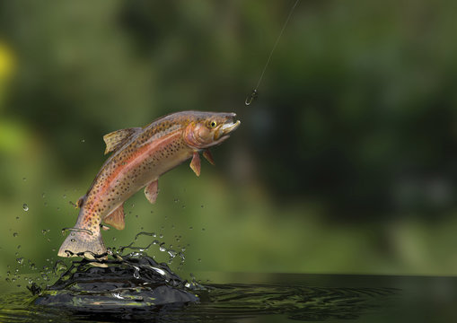 Rainbow freshwater fish is about to cath fly fishing lure in river