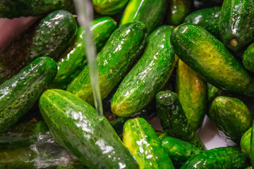 Fresh raw cucumbers in the kitchen sink under running water, washing vegetables and healthy eating