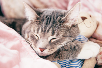 Fototapeta na wymiar Gray striped cat sleeping on pink sofa