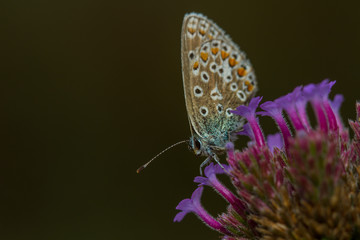 Common Blue (Polyommatus icarus)