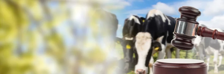 Crédence de cuisine en verre imprimé Vache Gavel and cows on farm animal auction with transition