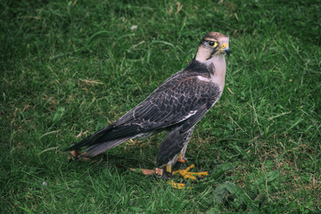 Hawk